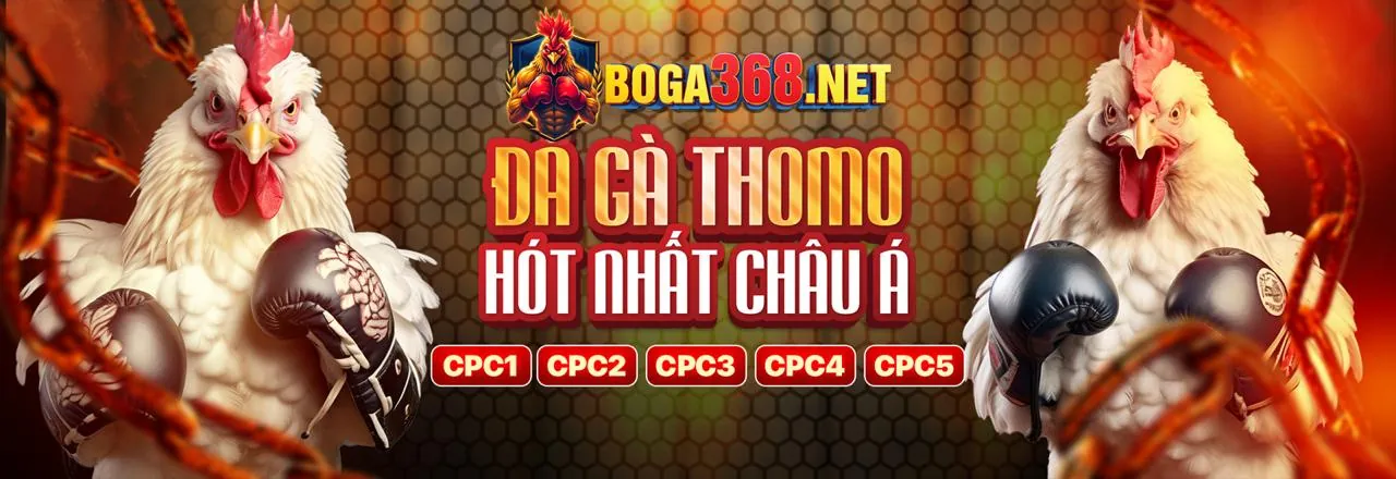 Hình ảnh đá gà trực tuyến sôi động tại gk888 liên kết truy cập